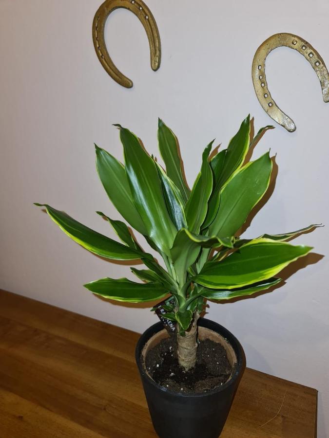 I Salotti Del Principe Appartement Palermo Buitenkant foto